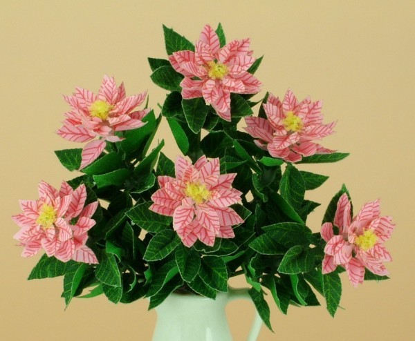 Poinsettia plant