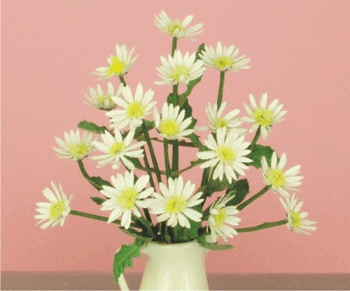 Daisy, flower kit white