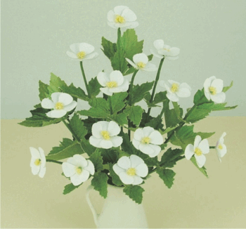 Anemones, flower kit  white
