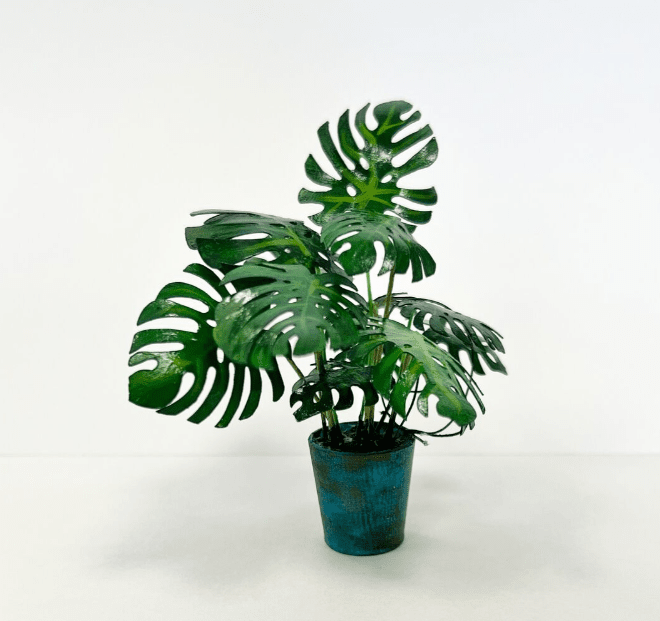 Monstera- blomkit