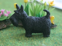 Dog, scotte