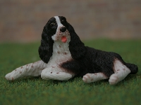 Springer spaniel, brown