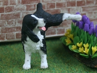 Springer spaniel, black