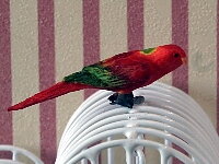 Parrot, red