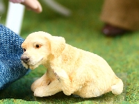 Hund golden retriever, puppy