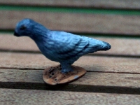Pigeon