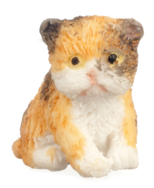 Kitten