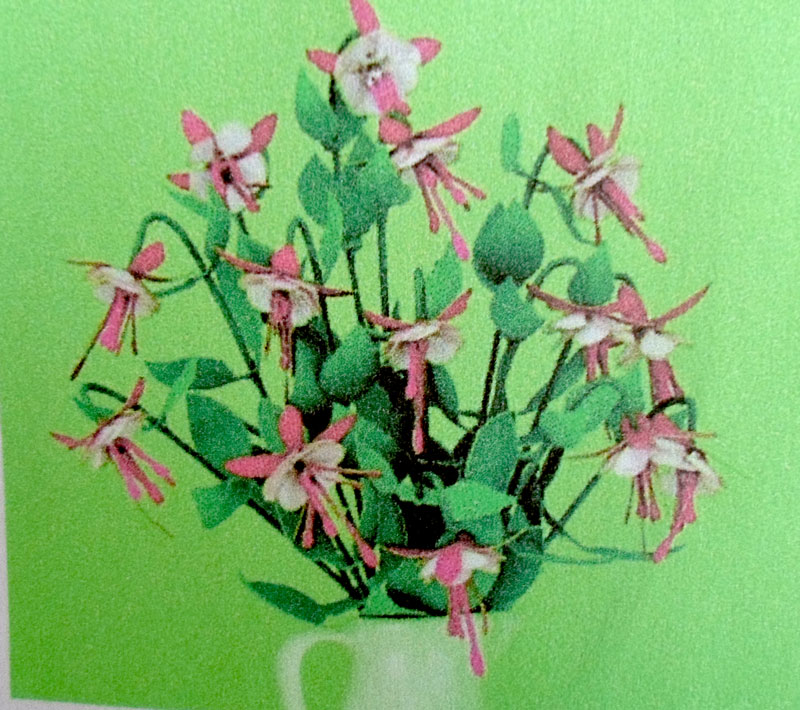 Fuchsia Nellie Nuttall, blomkit