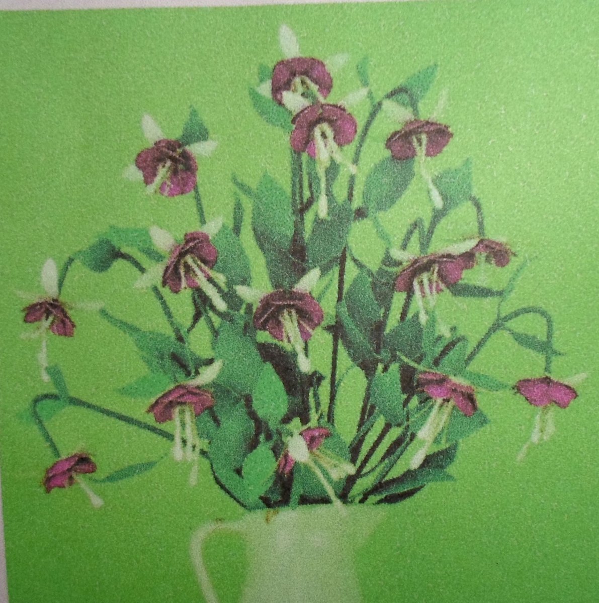 Fuchsia Aunite Jinks, blomkit