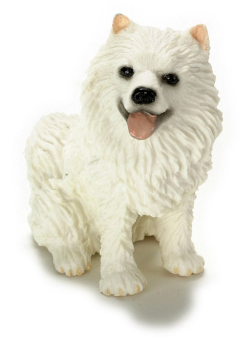 Dog Samoyed