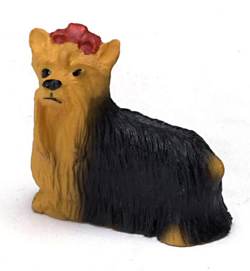 Yorkshire terrier small