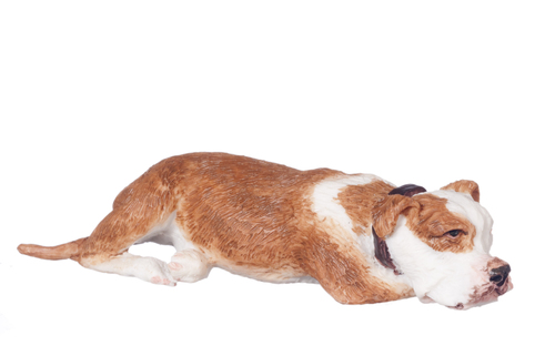 Hund, Boxer liggande