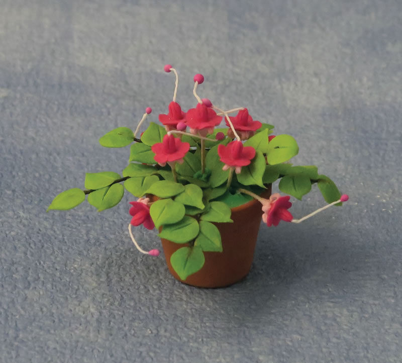 fuchsias in pot