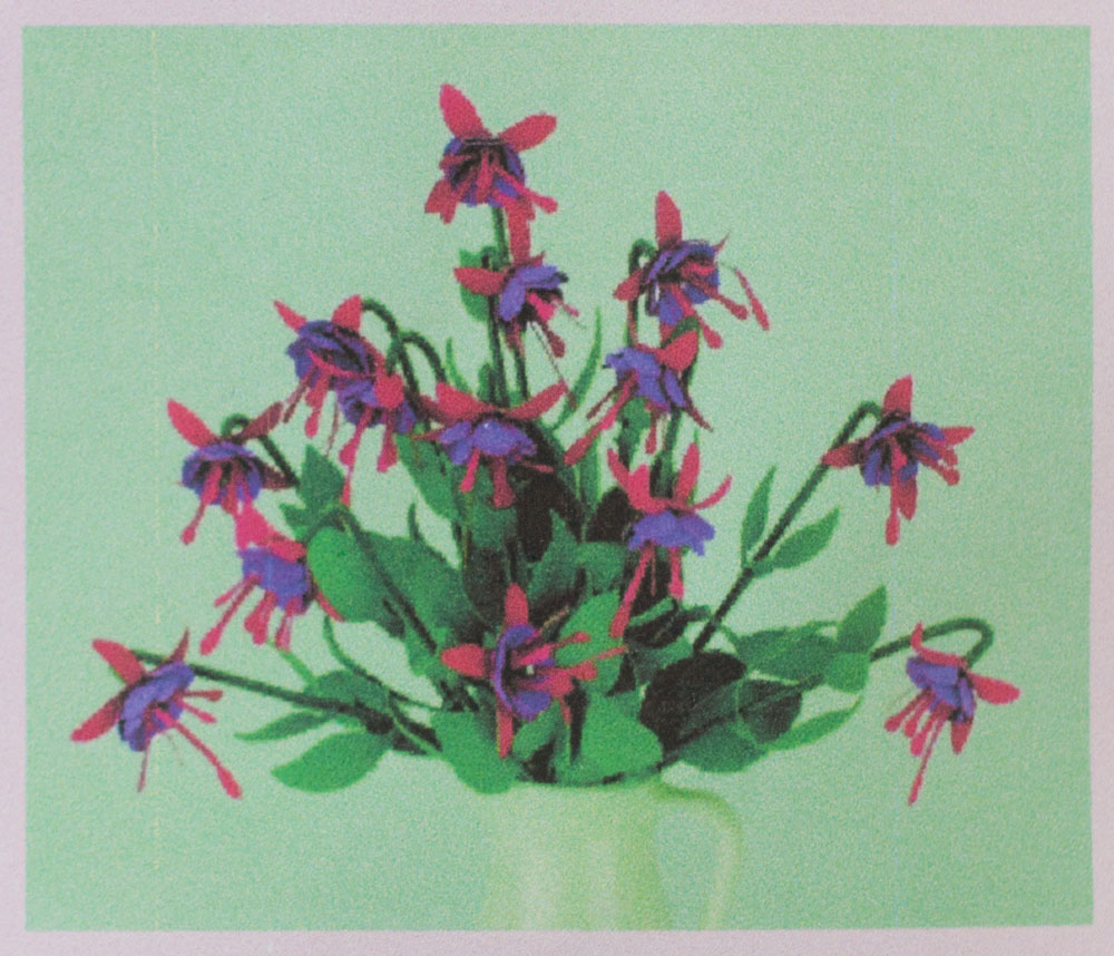 Fuchsia, flower, purple pink