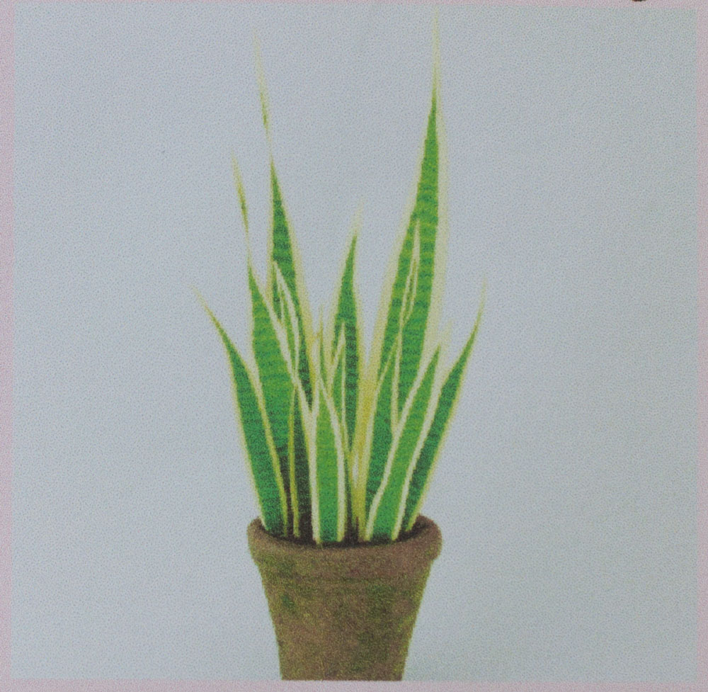 Svärmorstunga - blomkit