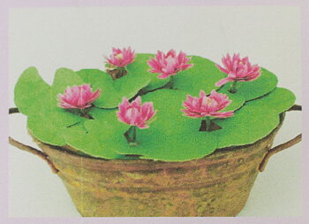 Water lilies, flower kit, cerise