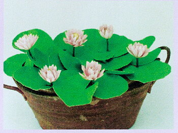 Water lilies, flower kit, pink