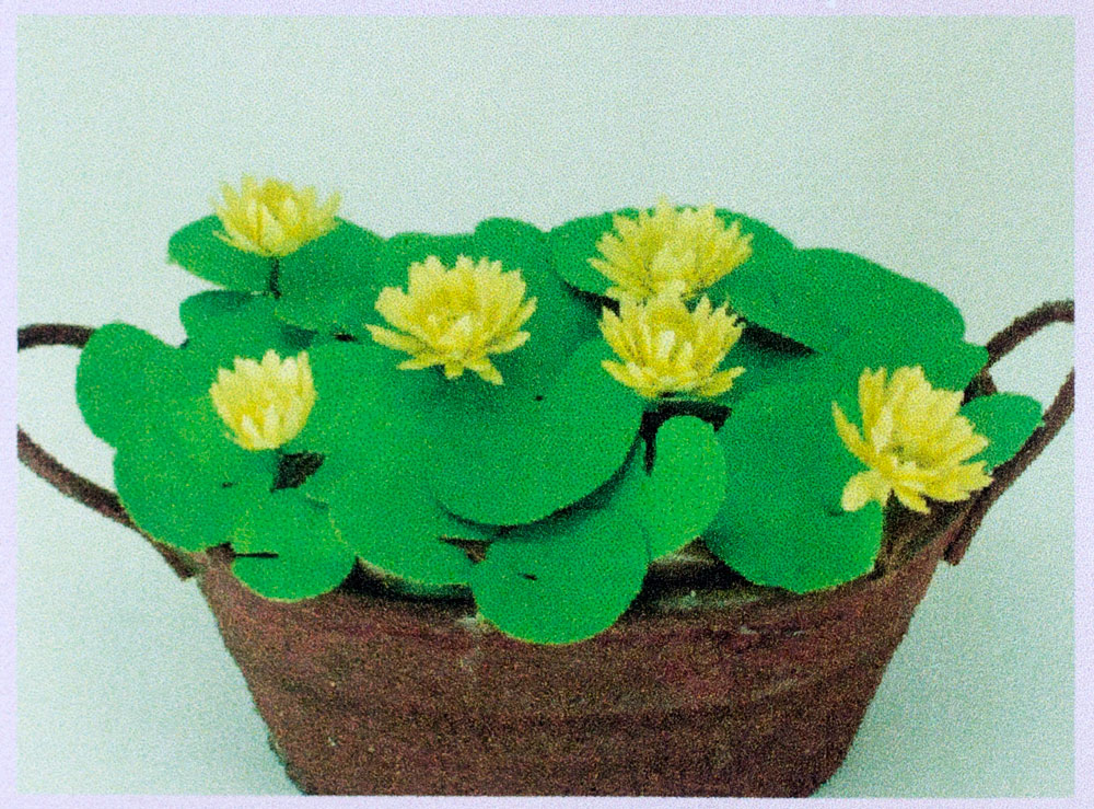 Water lilies, flower kit, yellow