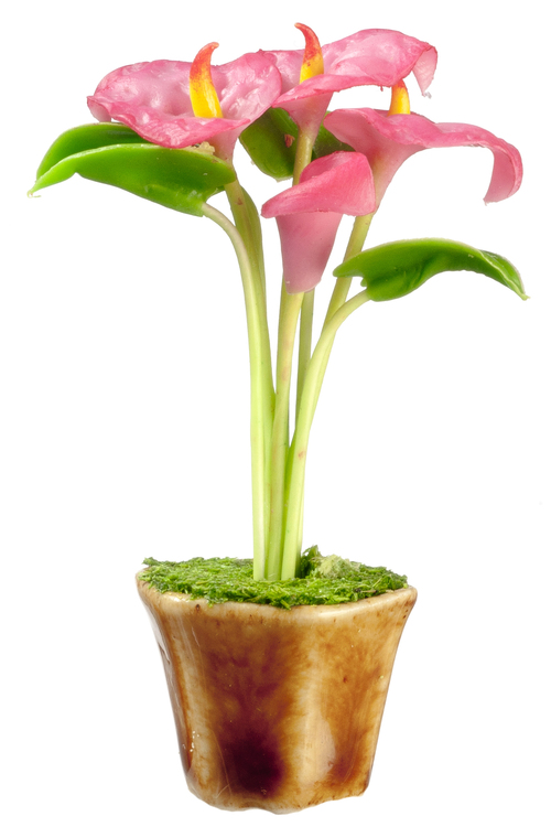 Flamingoblomma