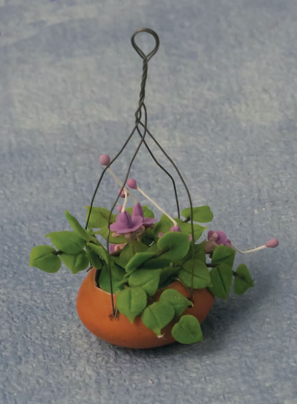 fuchsias in pot