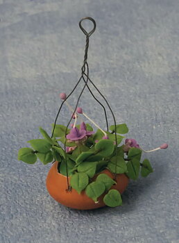 fuchsias in pot