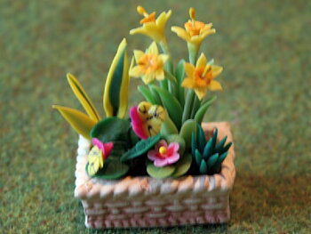 Daffodil in pot