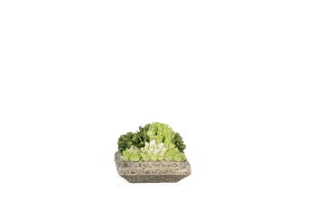 Fetbladsblomma, succulent