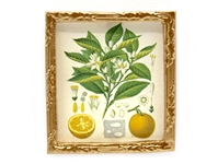 Botanical Orange