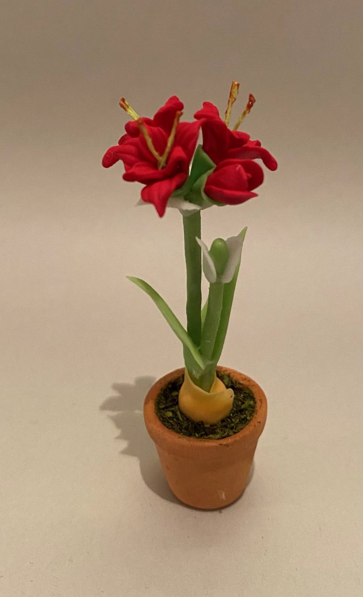 Amaryllis, red