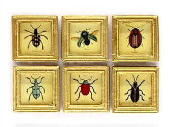 6 tavlor med insekter