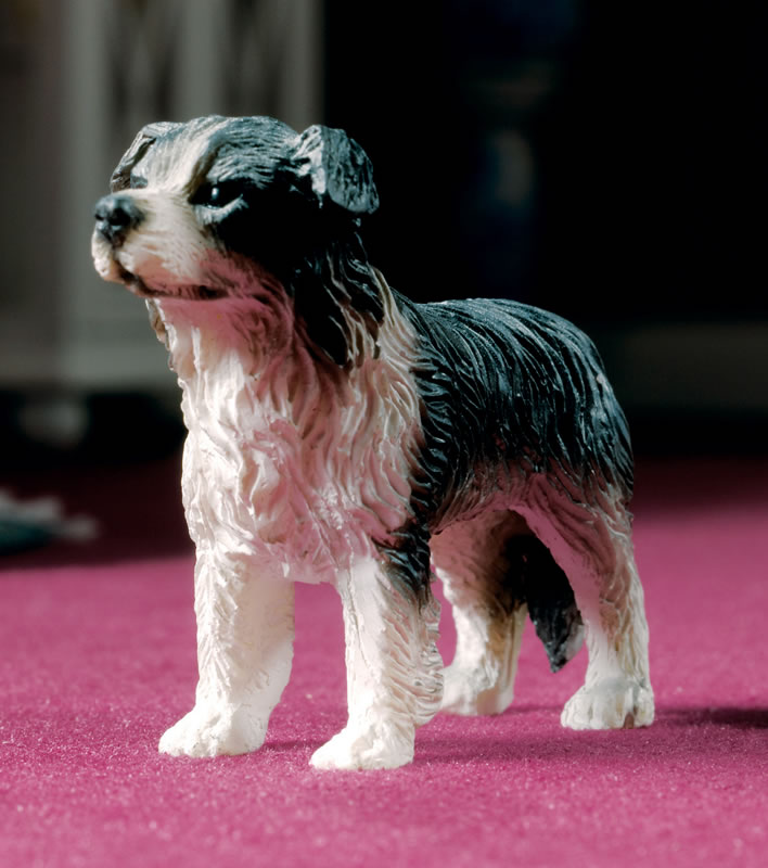Dog, Collie