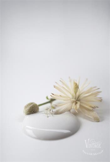 Chalk paint 100 ml- Antique Cream- från Jeanne d'Arc Living