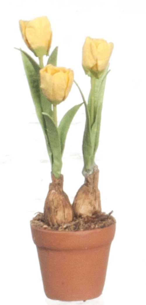 Tulips in pot yellow