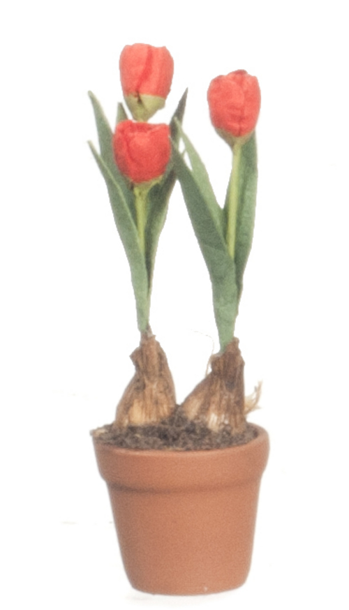 Tulips in pot light red