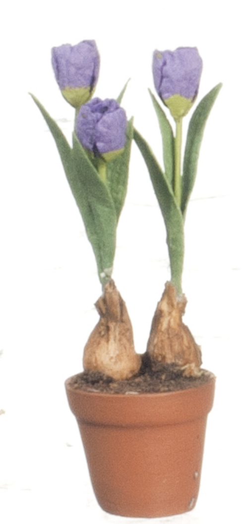 Tulips in pot light Lilac