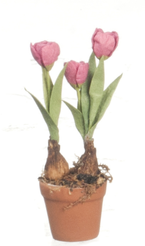 Rosa tulpaner i kruka