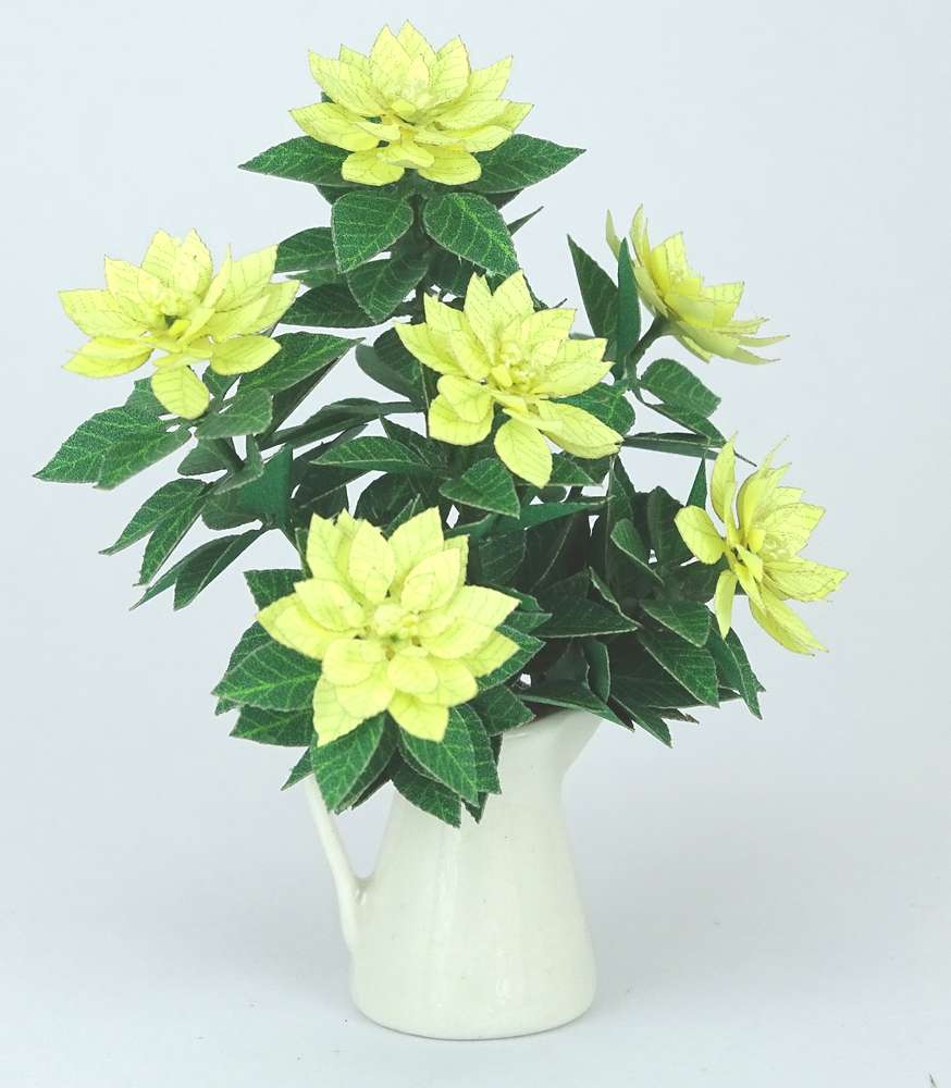 Poinsettia plant in Yellow