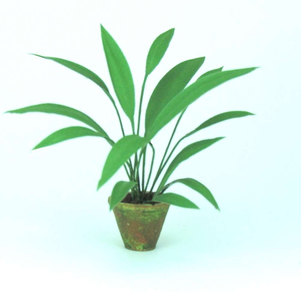 Aspidistra - flower kit