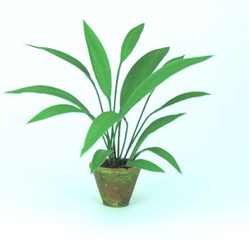Aspidistra - flower kit