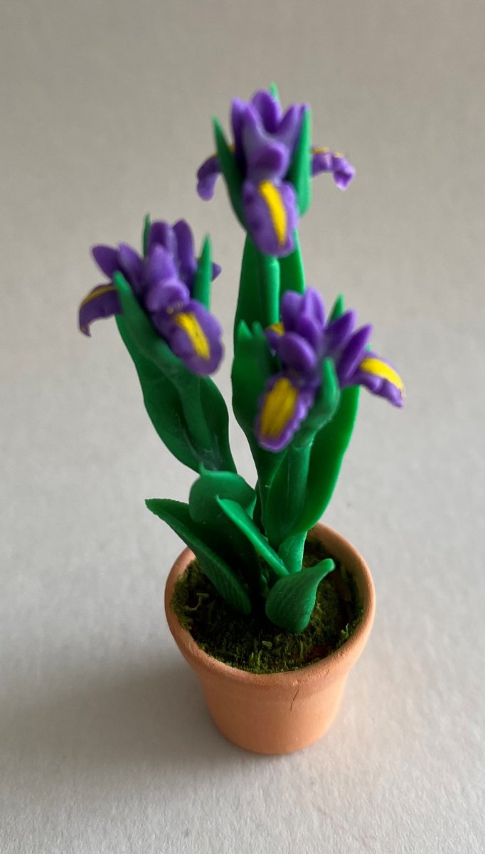 Iris i kruka lila