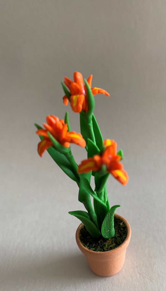 Iris i kruka orange