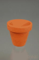 Terracotta pot