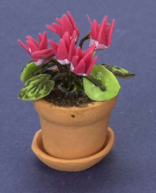 Cyclamen