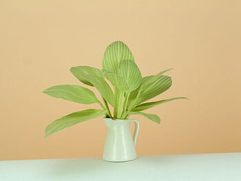 Hosta Plant