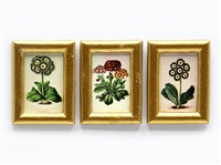 Auriculas pictures 3 pictures