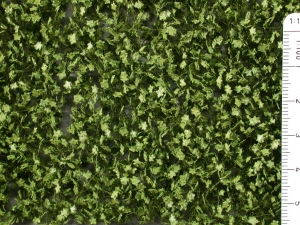 Ivy green