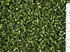 Ivy green