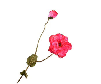 Silkka Flower Poppy Beauty 109 cm