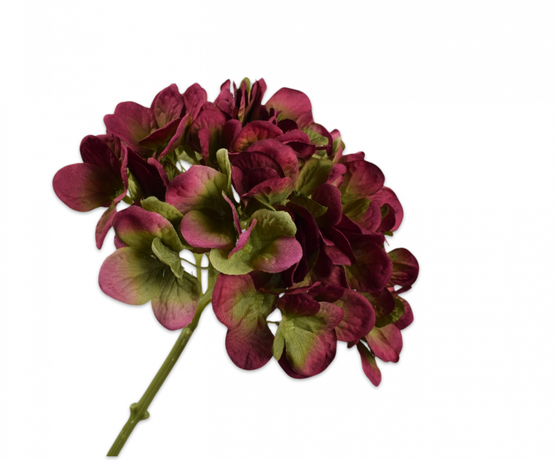 Hortensia BURGUNDY w Green 