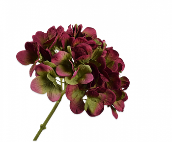 Hydrangea BURGUNDY w Green
